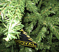 Ель искусственная Royal Christmas Promo Tree Standard Hinged 29180 180 см